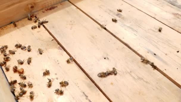 環境の乱れや気候変動によりミツバチが死んでいく 蜂の巣の木枠に死んだ — ストック動画