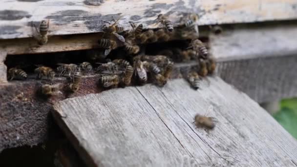 養蜂家は夏の蜂蜜の収穫中にミツバチと協力します — ストック動画