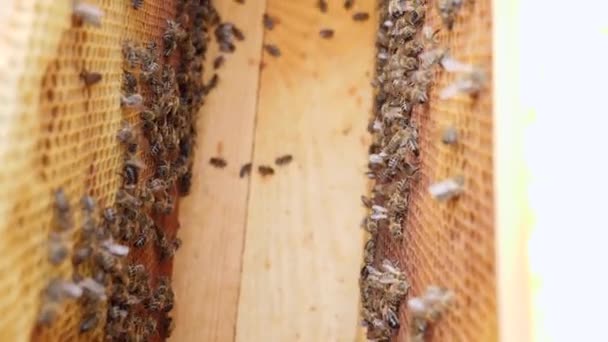 Imkerarbeit Mit Bienenstöcken Und Kontrolle Der Bienenvölker — Stockvideo