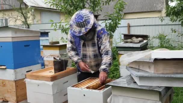 養蜂家は美しい晴れた夏の日に蜂の家族の巣箱で働いています — ストック動画
