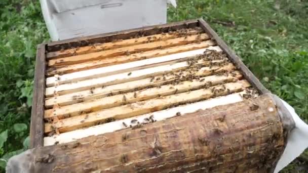 Bees Work Apiary Actively Collect Propolis Carry Frames — Stockvideo