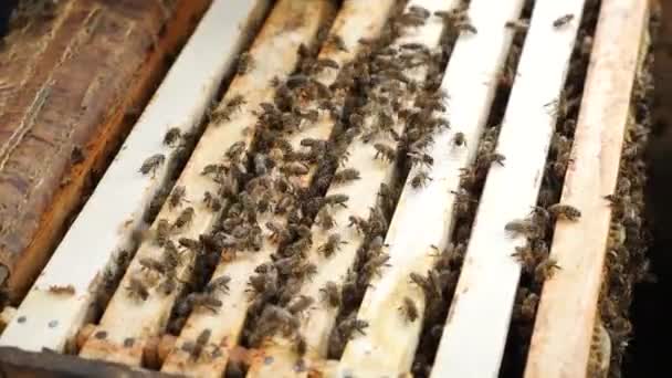 Beehive Full Bees Family Bees Work — стоковое видео