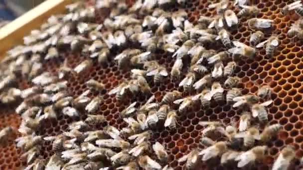 巣の枠は完全に労働者の蜂で満たされています — ストック動画