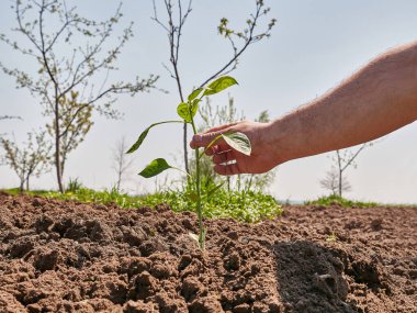 Hazırlanmış toprağa biber tohumları ekiyorum. Biberin bakımı ve yetiştirilmesi.