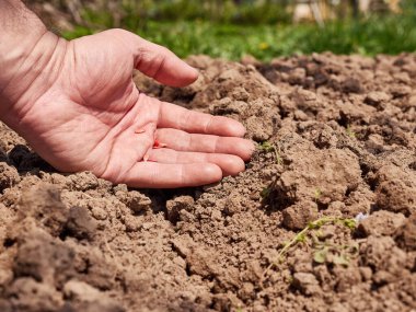 Toprağa salatalık tohumu ekiyorum. Salatalık yetiştirme ve yetiştirme.
