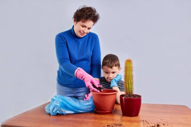 Anne ve oğlu kaktüsü küçük bir tencereden büyük bir tencereye naklediyorlar. Bitki nakli. Bitki bakımı. Kaktüslerle ilgilenmek.