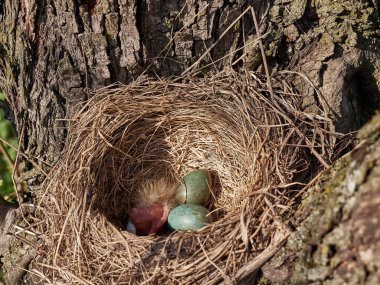 Yumurtaları olan bir karatavuk yuvası ve ağaçların arasında yumurtadan yeni çıkmış bir kuş..