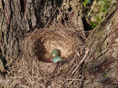Yumurtaları olan bir karatavuk yuvası ve ağaçların arasında yumurtadan yeni çıkmış bir kuş..
