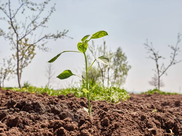 Planting Pepper Seedlings Prepared Soil Care Cultivation Pepper — Photo