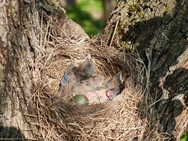 Nest Newborn Blackbird Chicks Egg Natural Selection Life Blackbirds Wild — Stockfoto