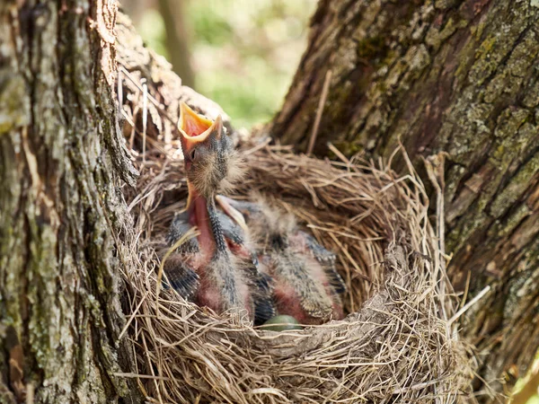 Pasgeboren Merel Kuikens Zitten Het Nest Open Hun Snavels Wijd — Stockfoto