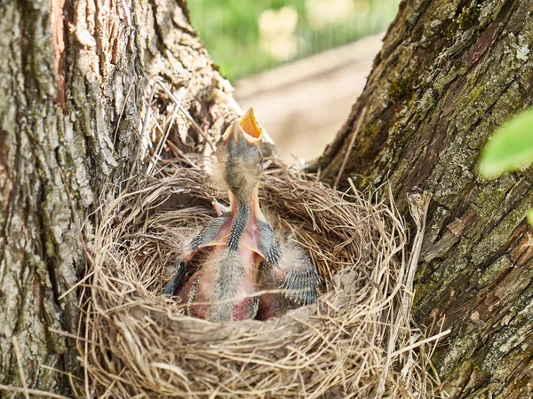 Pasgeboren Merel Kuikens Zitten Het Nest Open Hun Snavels Wijd — Stockfoto