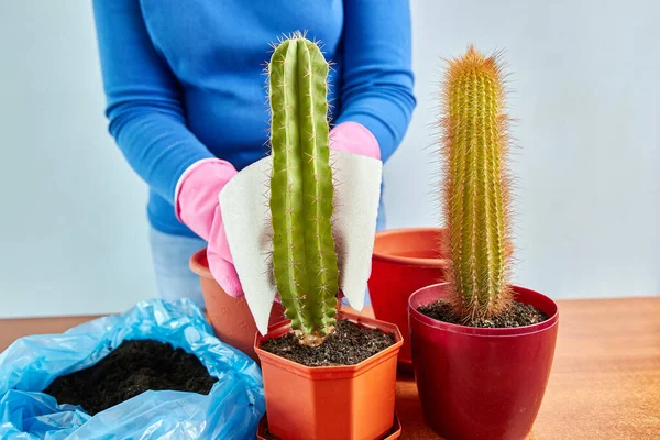 Kaktusz Átültetése Egy Kis Edényből Egy Nagyba Plant Transzplantáció Növénygondozás — Stock Fotó
