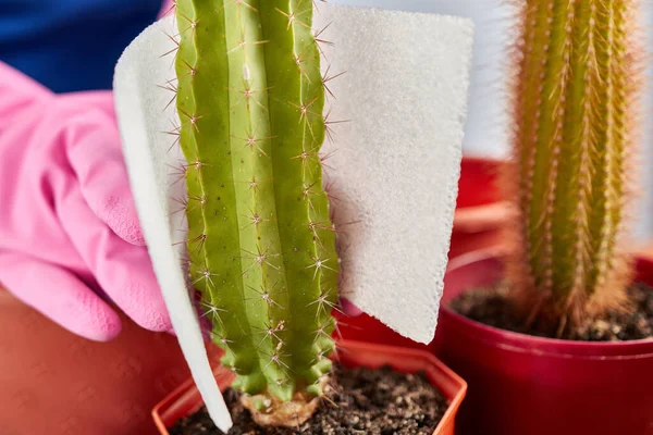 Transplanting Cactus Small Pot Large One Plant Transplantation Plant Care — Stockfoto