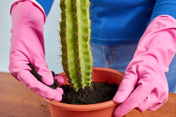 Kaktusz Átültetése Egy Kis Edényből Egy Nagyba Plant Transzplantáció Növénygondozás — Stock Fotó