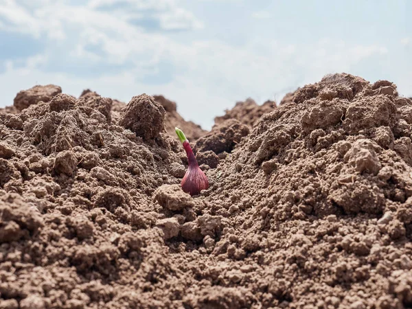 Cipolle Germogliate Sono Piantate Nel Terreno Cipolle Crescita — Foto Stock