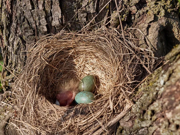 Blackbird Nest Eggs Newly Hatched Bird Thickets Trees — Photo