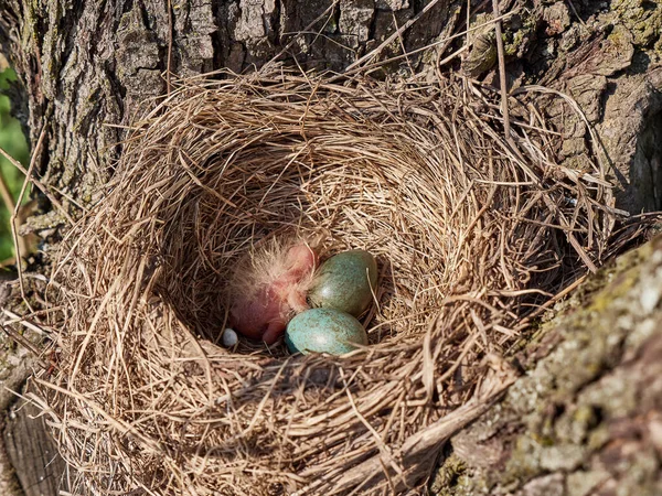 Гнездо Дрозда Яйцами Недавно Вылупившейся Птицей Кустах Деревьев — стоковое фото