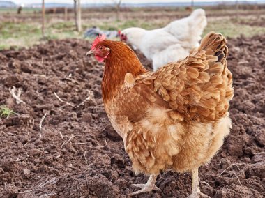 Çiftlikteki kırmızı tavuk, hayvan