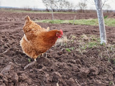 Çiftlikteki kırmızı tavuk, hayvan