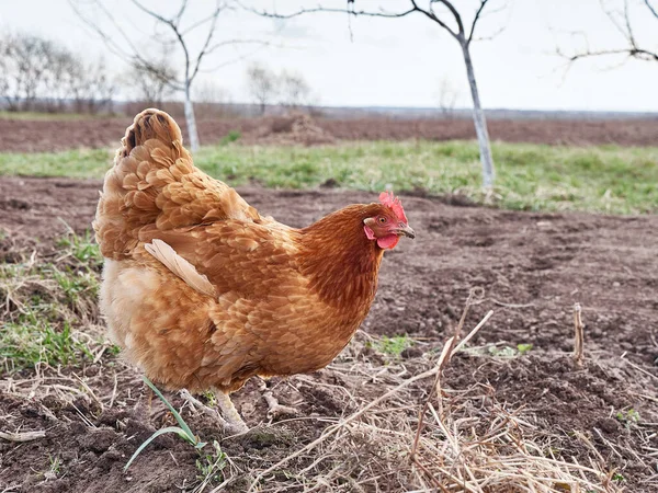 red hen in a farm, animal