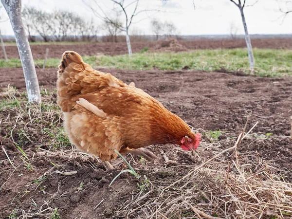 Çiftlikteki kırmızı tavuk, hayvan
