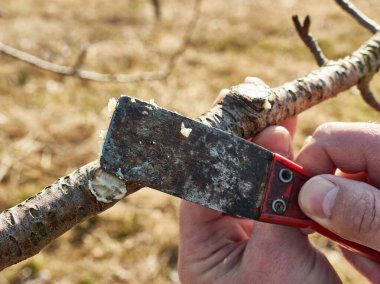 Kesilen meyve ağaçlarının dallarını kaplayan dallar. Bahçede bahar işi. İlkbaharda meyve ağaçları.