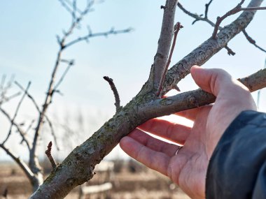 Bir meyve ağacının dalına zarar vermek. Bahçede bahar işi. İlkbaharda meyve ağaçları.