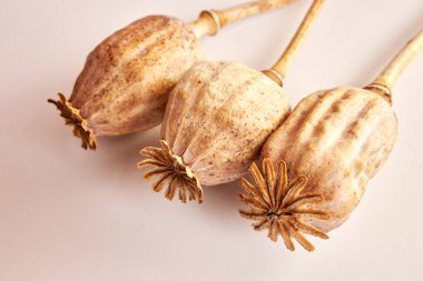 Beyaz arka planda kurutulmuş haşhaş başları