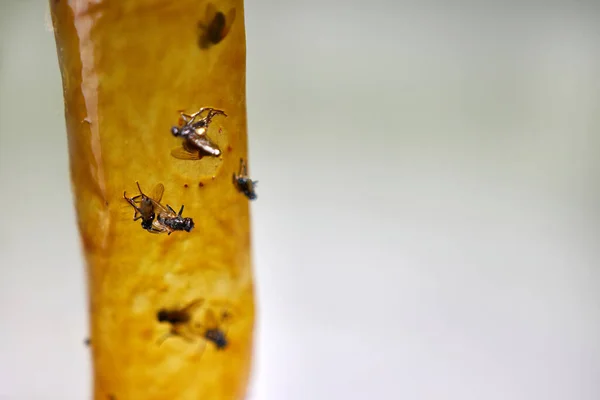 Flies Stick Sticky Tape Kill Pests Pest Control — Stock Photo, Image