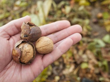 Ceviz, bahçede fındık toplamak.