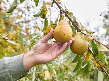 Olgun, sarı armutlar. Armut topluyorum. Bir bahçıvanın işi..