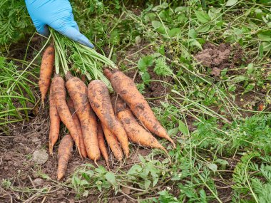 Havuç hasadı. Çiftçi taze koparılmış bir havucu elinde tutuyor. Çiftçi işi..