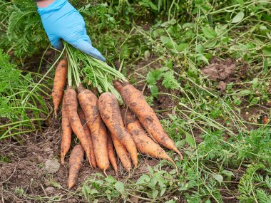 Havuç hasadı. Çiftçi taze koparılmış bir havucu elinde tutuyor. Çiftçi işi..