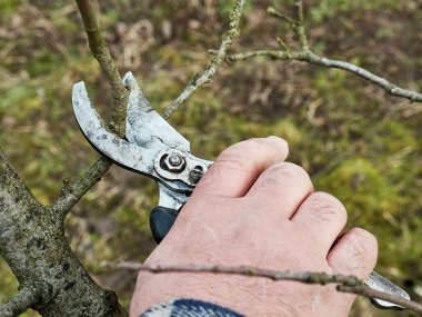 Bahçe bakımı. Meyve ağaçlarının budanması. Bahçıvanlık mesleği..