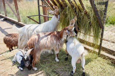 Çiftlikteki bir grup keçi