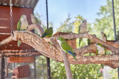 Dalda oturan yeşil bir papağan.