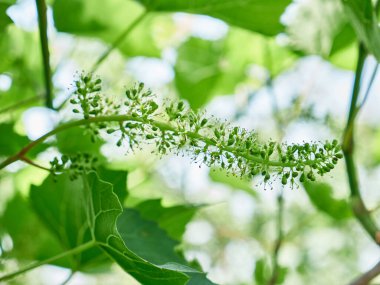 Bahçedeki bir bitkinin yeşil yapraklarını kapat.. 