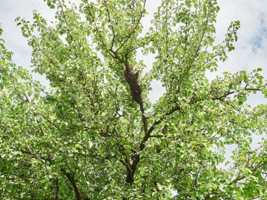 Ağaç güzel manzara