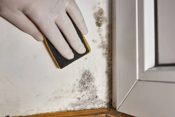 Man remove stains of toxic mold and fungal bacteria on the wall in the corner near the door. Concept of condensation, moisture. Problems with ventilation. High humidity.