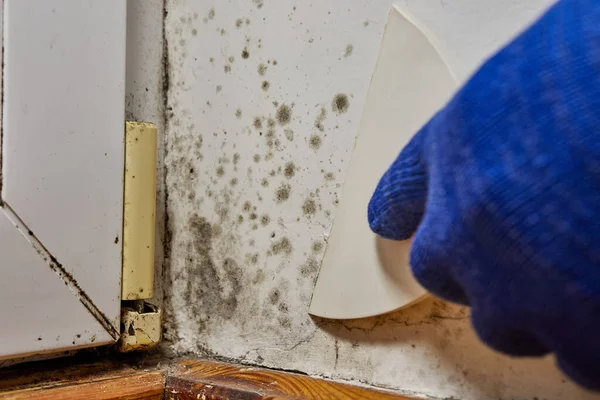 Man remove stains of toxic mold and fungal bacteria on the wall in the corner near the door. Concept of condensation, moisture. Problems with ventilation. High humidity.