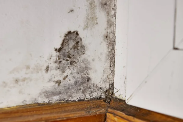 Stains of toxic mold and fungal bacteria on the wall in the corner near the door. Concept of condensation, moisture. Problems with ventilation. High humidity.