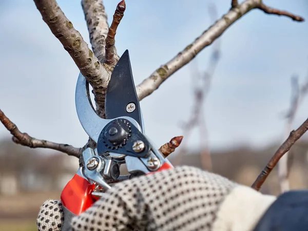 Garden care. Pruning of fruit trees. The profession of a gardener.