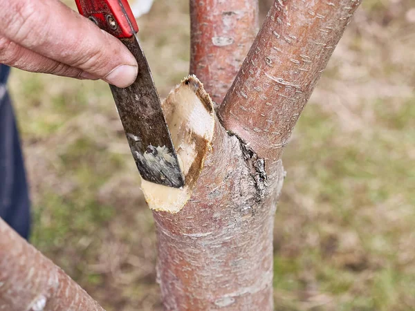 Garden care. Pruning of fruit trees. The profession of a gardener.