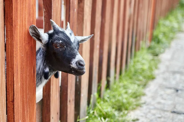 农场里一只年轻的黑白山羊 — 图库照片