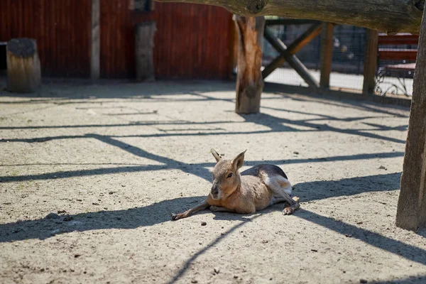 一只棕色的小鹿 — 图库照片