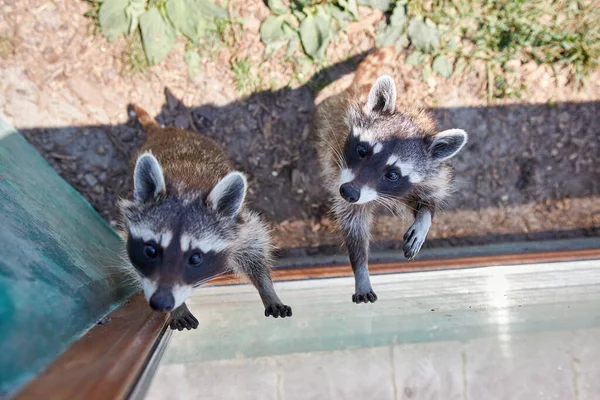 cute raccoons near house