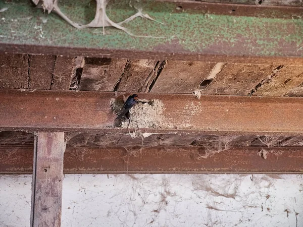 Bird Making Nest Roof — Stock Photo, Image