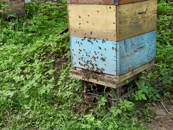 Bees Working Hive Apiary — Φωτογραφία Αρχείου