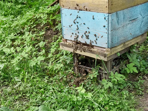 Bees Working Hive Apiary — Stock Photo, Image